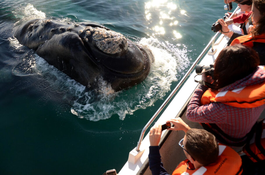 A Península Valdés é um dos poucos lugares do mundo onde podemos ver a baleia-franco-austral em seu hábitat natural