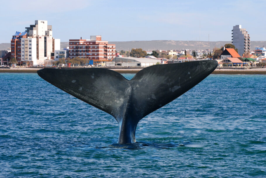 Baleia franca vista da cidade de Puerto Madryn