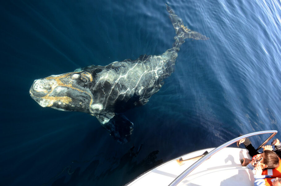 As baleias são curiosas e se aproximam de embarcações