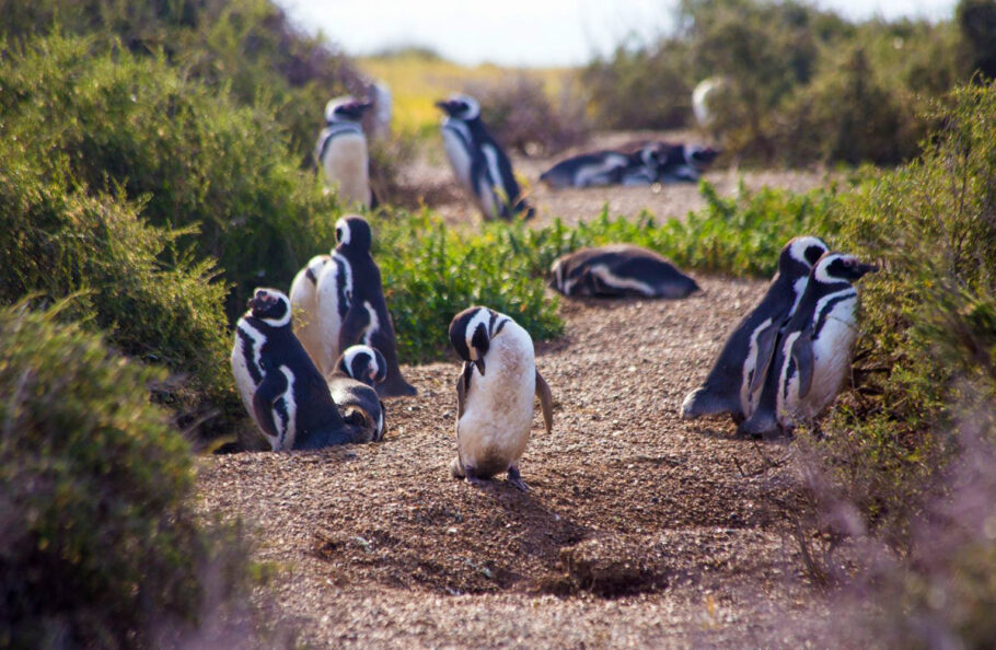 Pinguins de Magalhães não se intimidam com a presença de humanos na reserva
