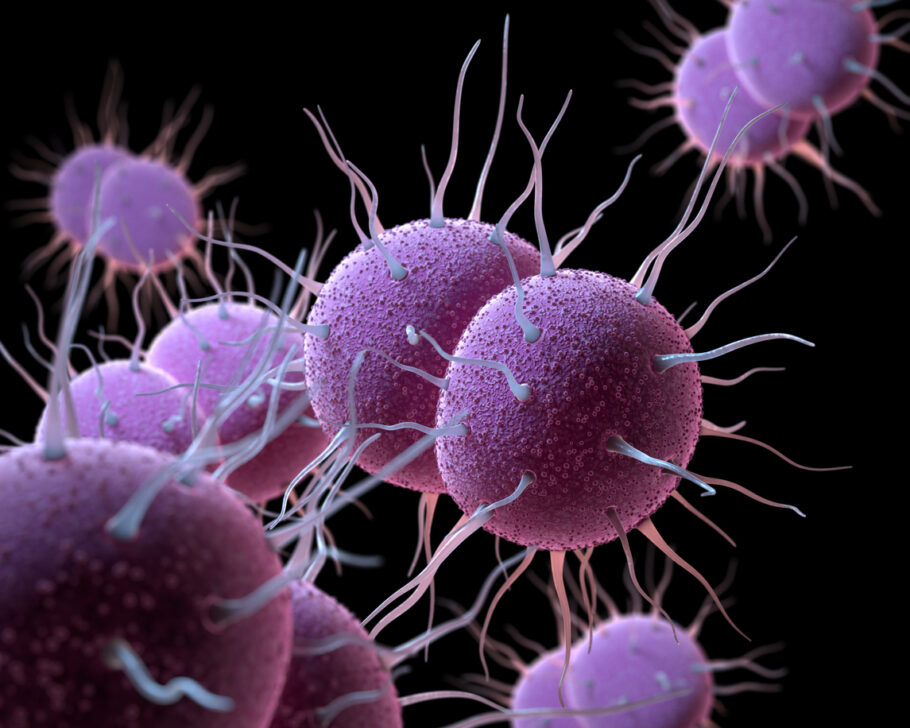 Neisseria gonorrhoeae, a bactéria responsável pela infecção sexualmente transmissível gonorreia