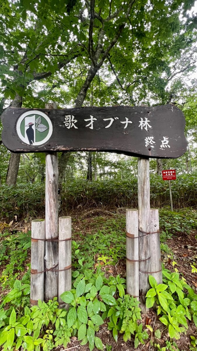 Floresta japonesa tem trilha a ser feita com guia, pois, além dos ursos, as placas estão em japonês