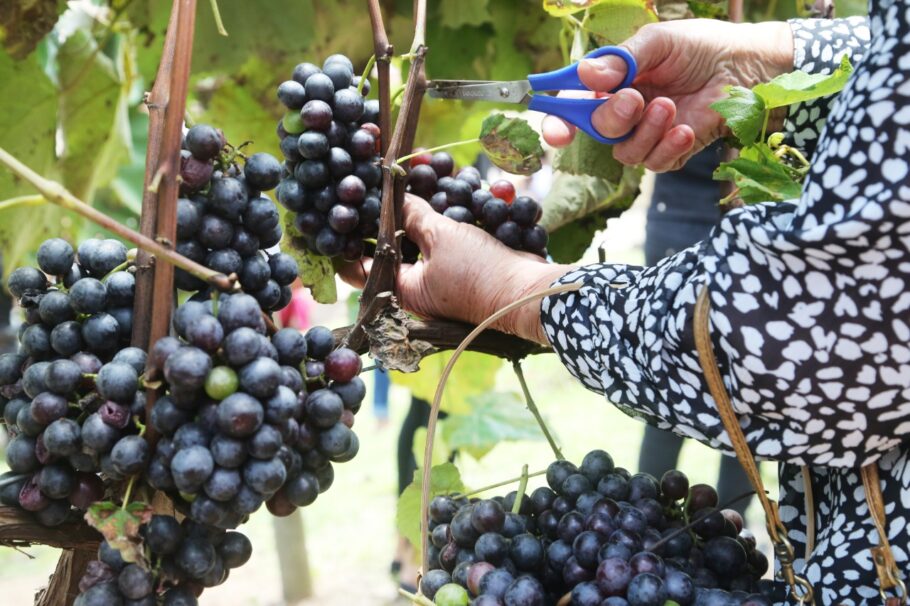 Festa da colheita da uva da Quinta do Olivardo vai até 3 de fevereiro