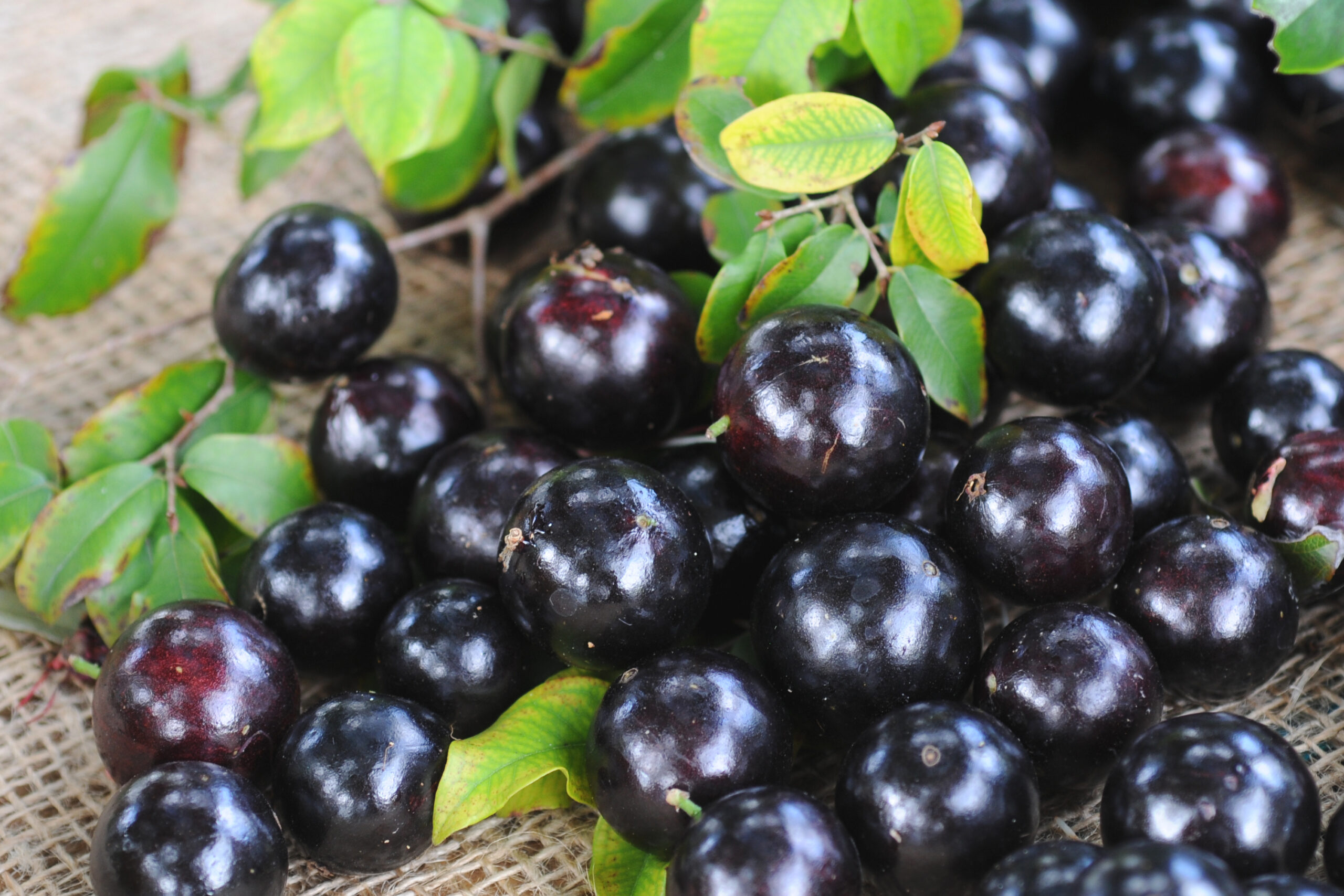 Jabuticaba se torna a segunda melhor fruta do mundo