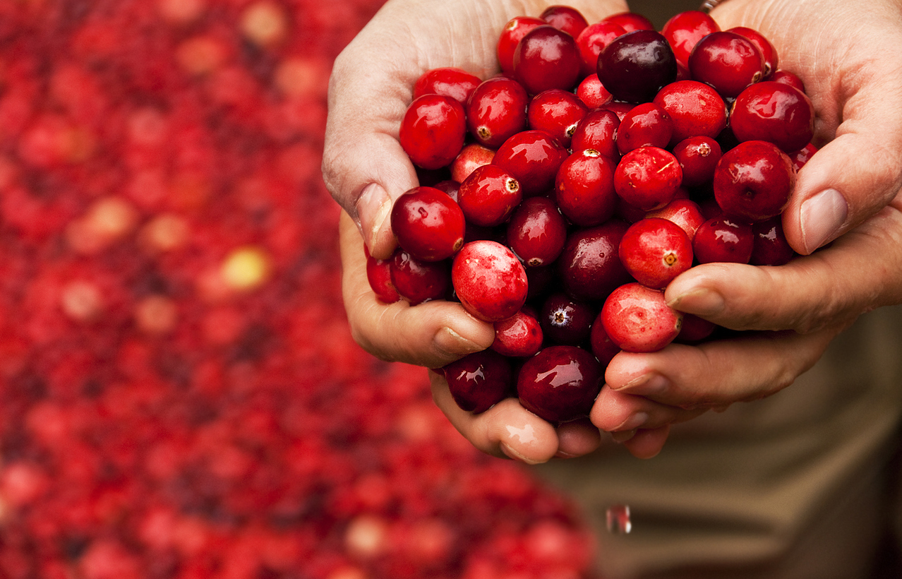 Veja os benefícios da cranberry para a saúde, incluindo suas propriedades antioxidantes e auxílio na prevenção de infecção urinária