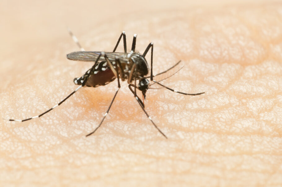 A dengue costuma durar entre 2 e 7 dias