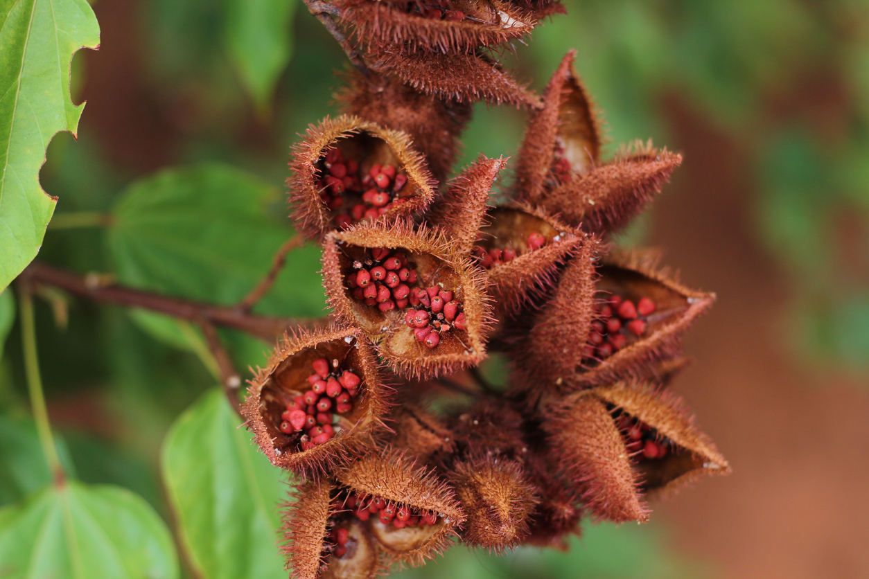 Os benefícios do urucum