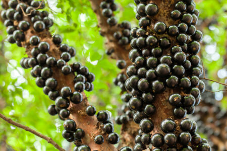 Jabuticaba apareceu em 2º lugar no ranking internacional no final de 2023.