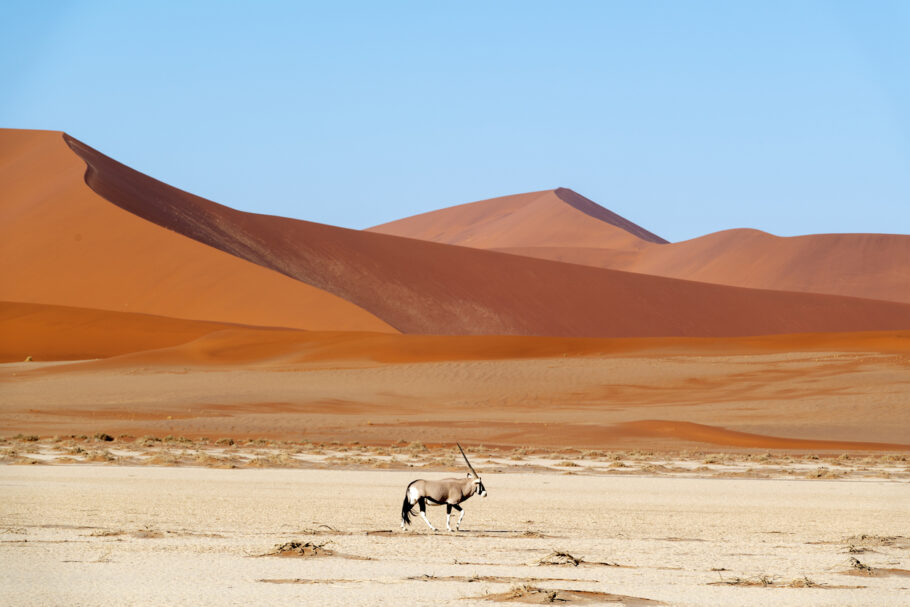 Orixin é visto no Parque Nacional Namib-Naukluft –terceiro maior da África