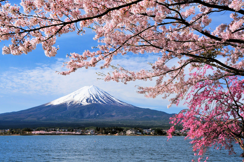 Cerejeira no lago Kawaguchi, com o Monte Fuji ao fundo