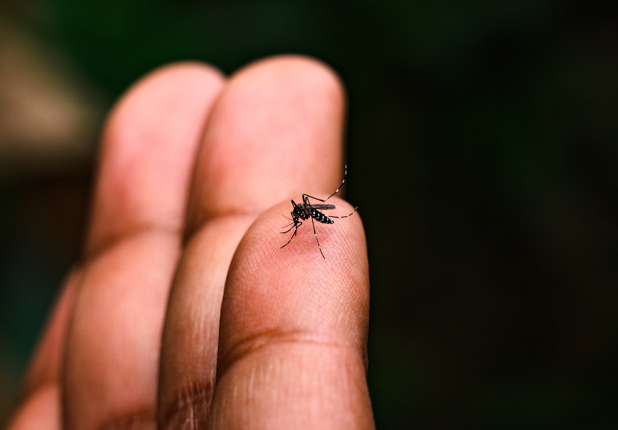 A dengue é uma doença viral passada pelo mosquito Aedes Aegypti – Soumyabrata Roy/istock