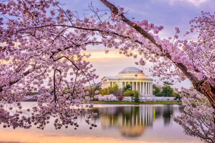 Washington, DC é o destino com a maior concentração de cerejeiras fora do Japão