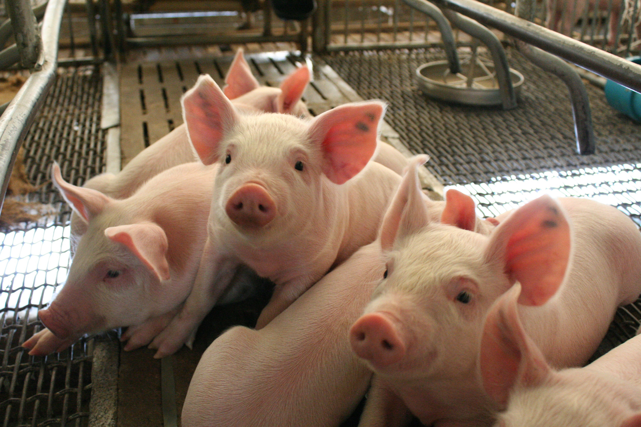Japão cria porcos para fazer transplante de órgãos aos humanos