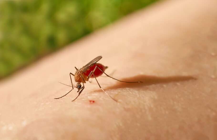 Mosquitos do gênero Culicoides transmitem a febre Oropouche