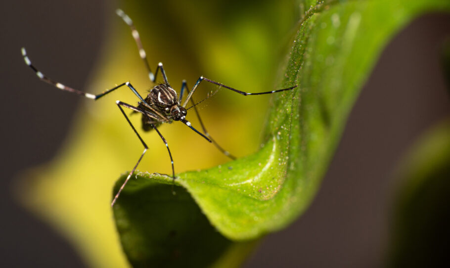O mosquito Aedes aegypti é o responsável pela transmissão da dengue