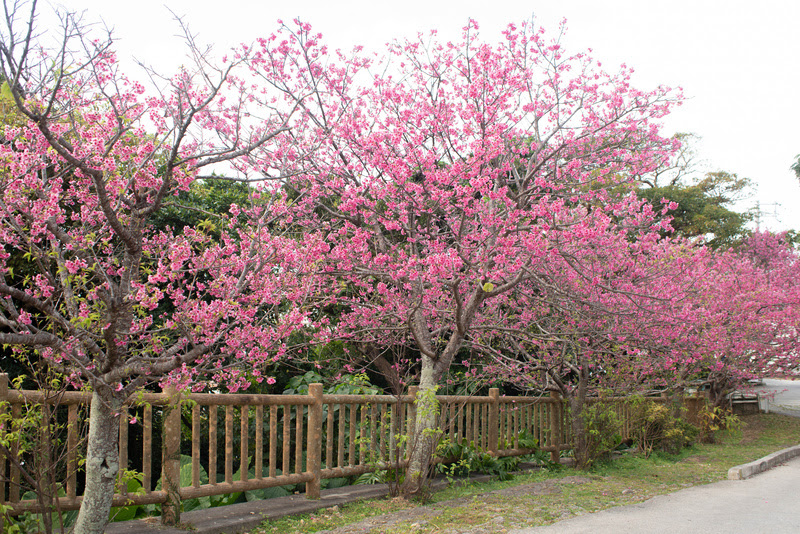 Cerejeiras no Parque de Nara, em Okinawa, no sul do Japão