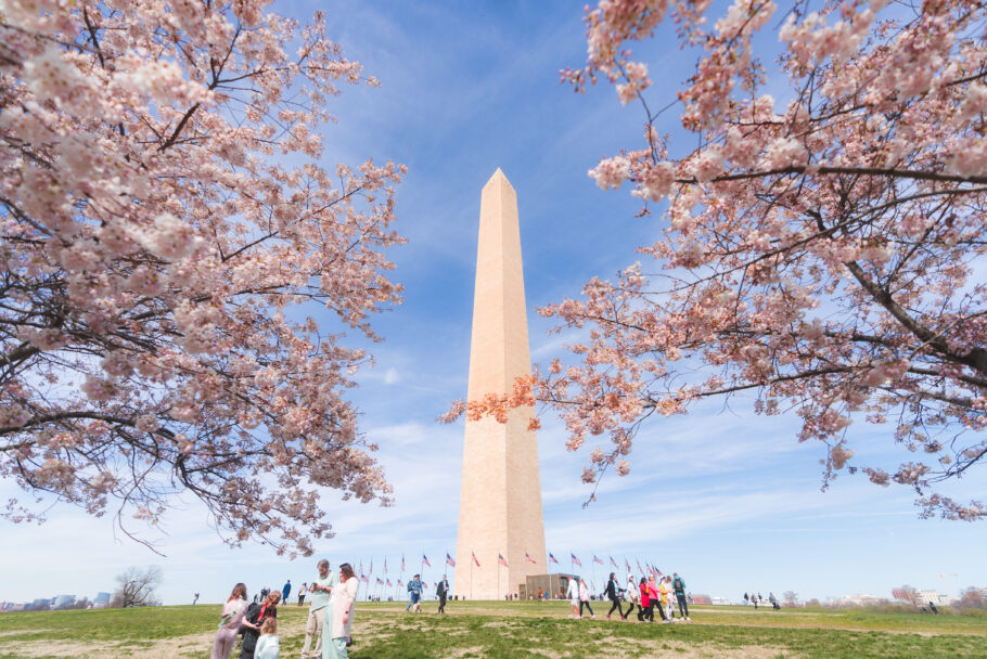Washington, DC: Saiba quando e onde ver a florada das cerejeiras