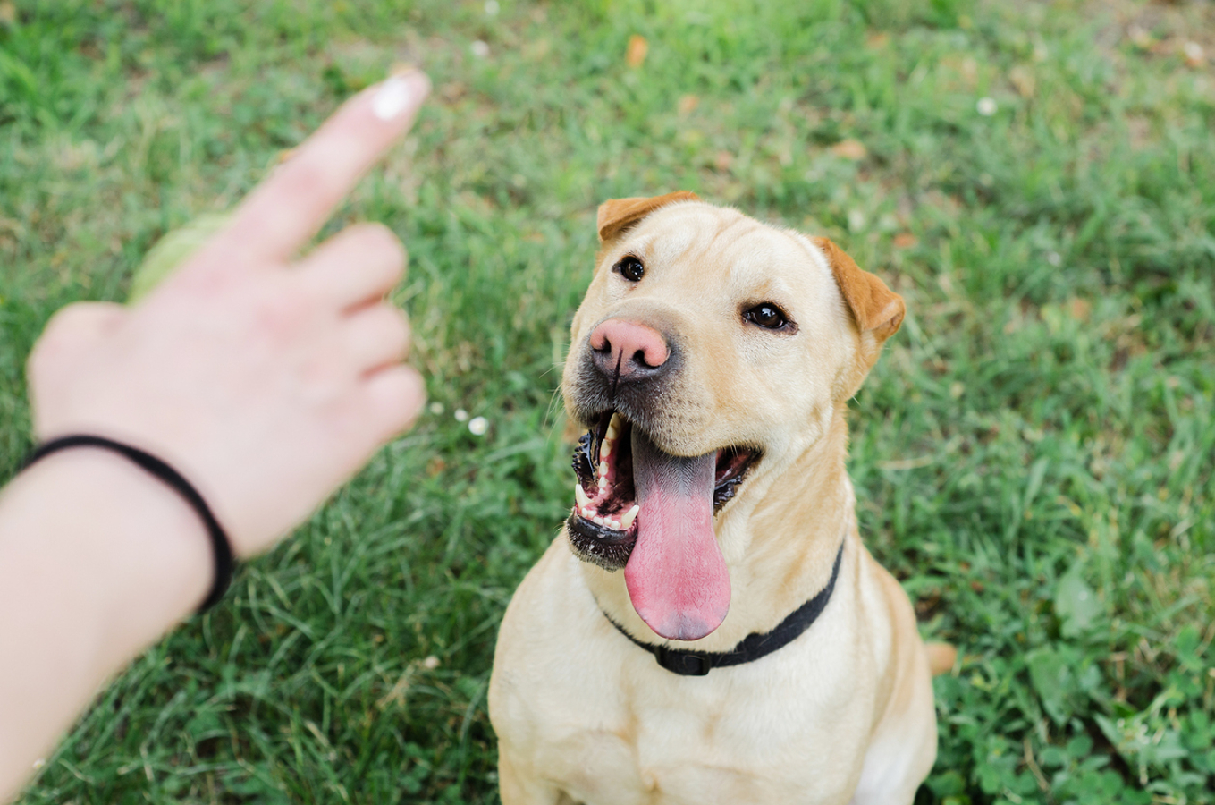 Veja como os cachorros podem entender as palavras humanas, segundo estudo