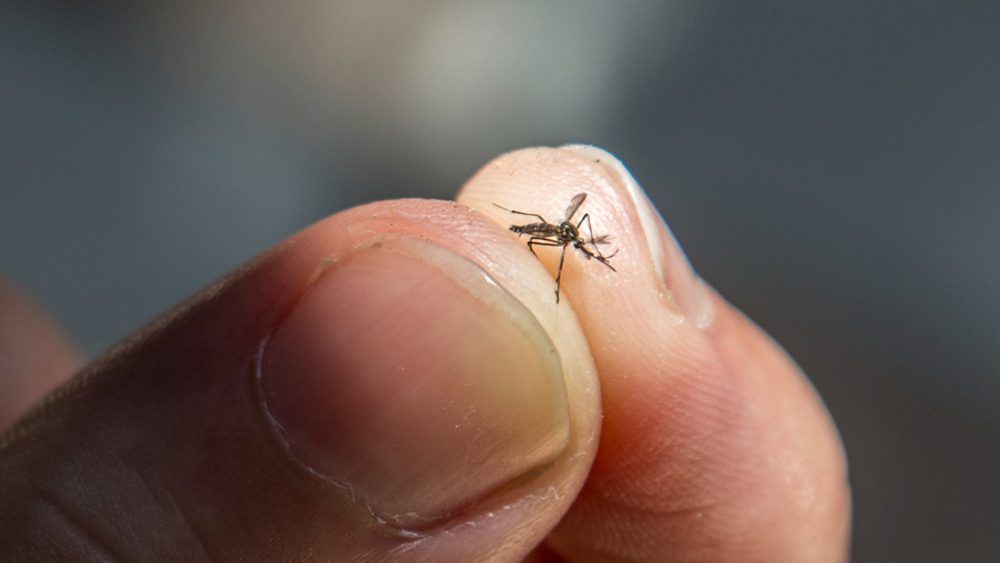 A dengue é uma doença viral transmitida pela picada de mosquitos infectados