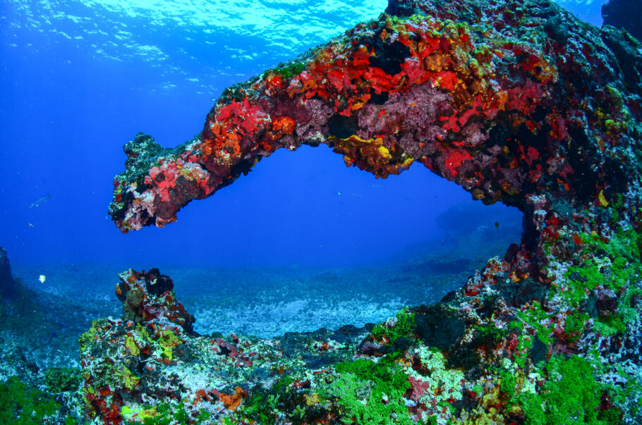 Corais no fundo mar de Fernando de Noronha