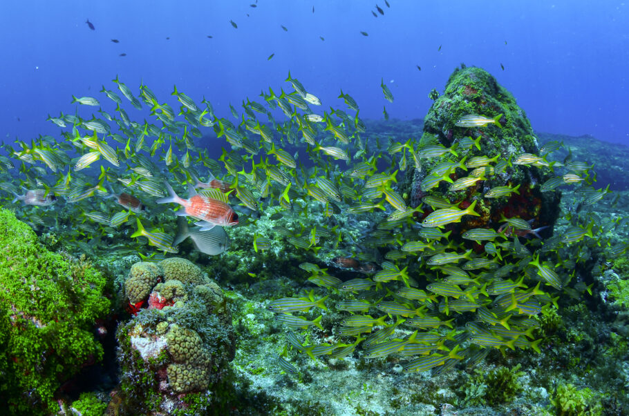 Fernando de Noronha abriga mais de 500 espécies marinhas, algumas delas em risco de extinção