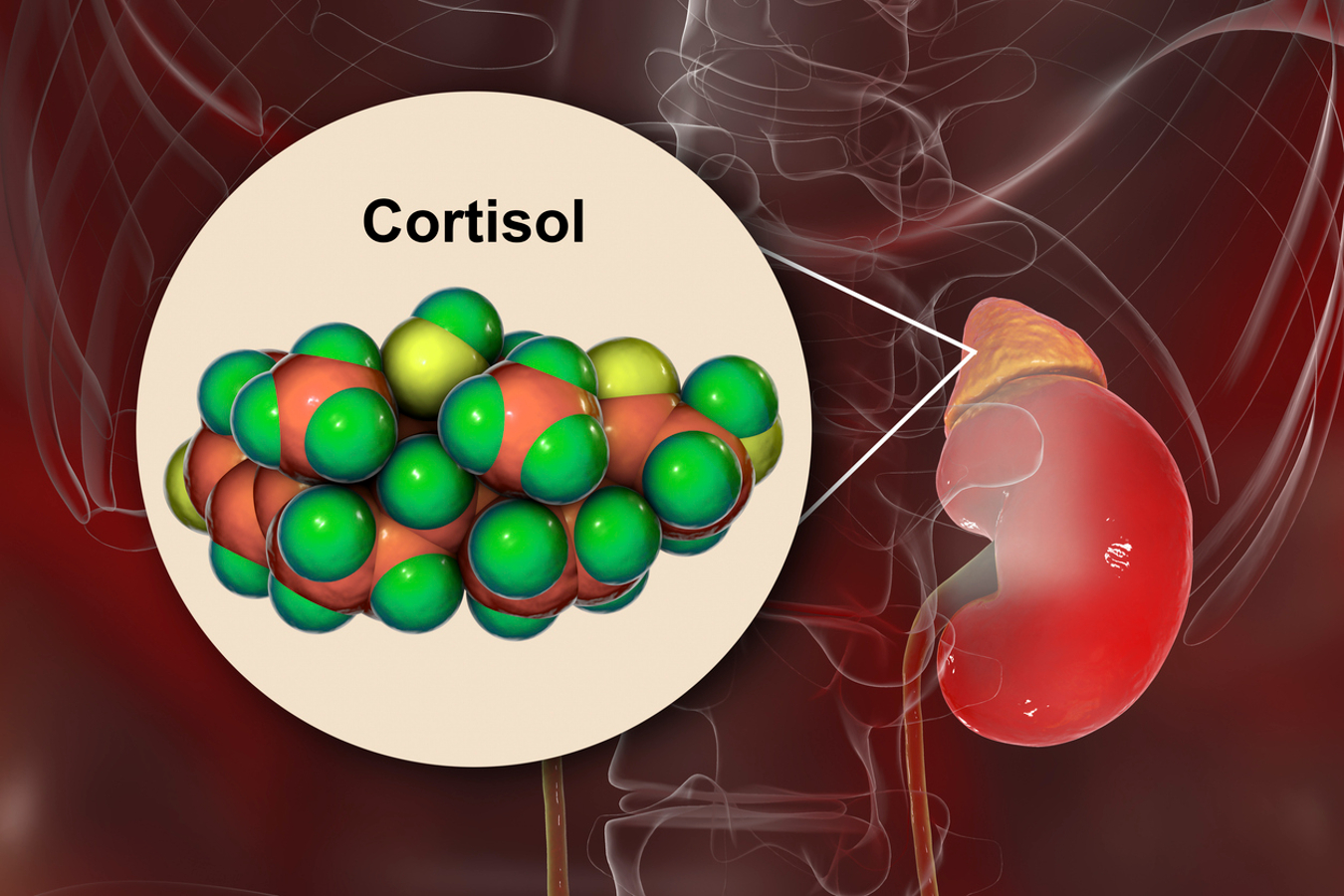 Entenda como o cortisol influencia no ganho de peso