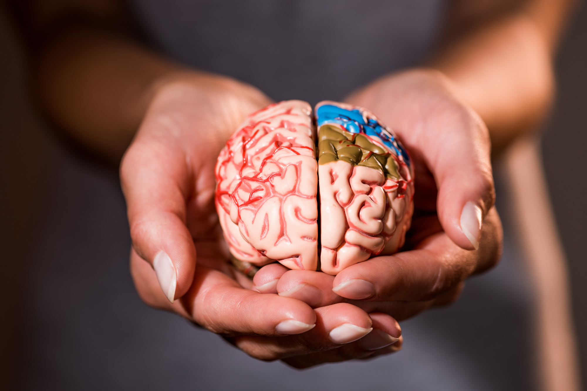 Simulação de um cérebro humano sendo segurando por mãos humanas