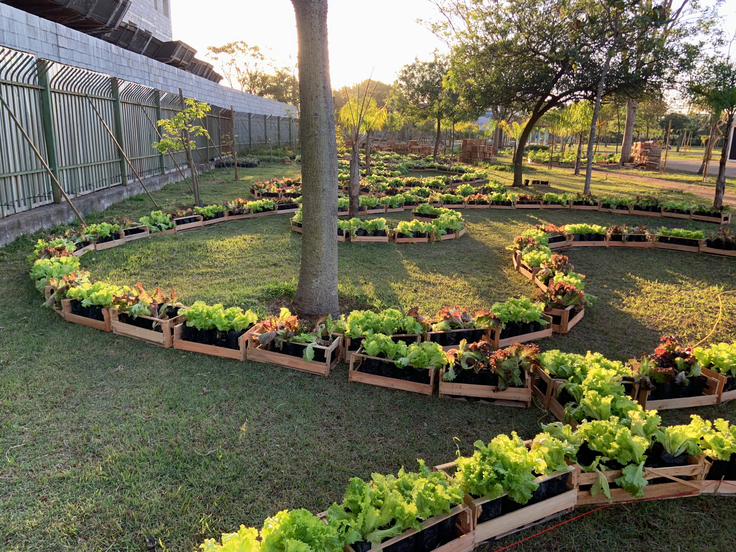 A segunda edição do Jardins Comestíveis vai plantar mais de 12 mil mudas alimentícias convencionais e PANCs na obra “Renda Guaianás”