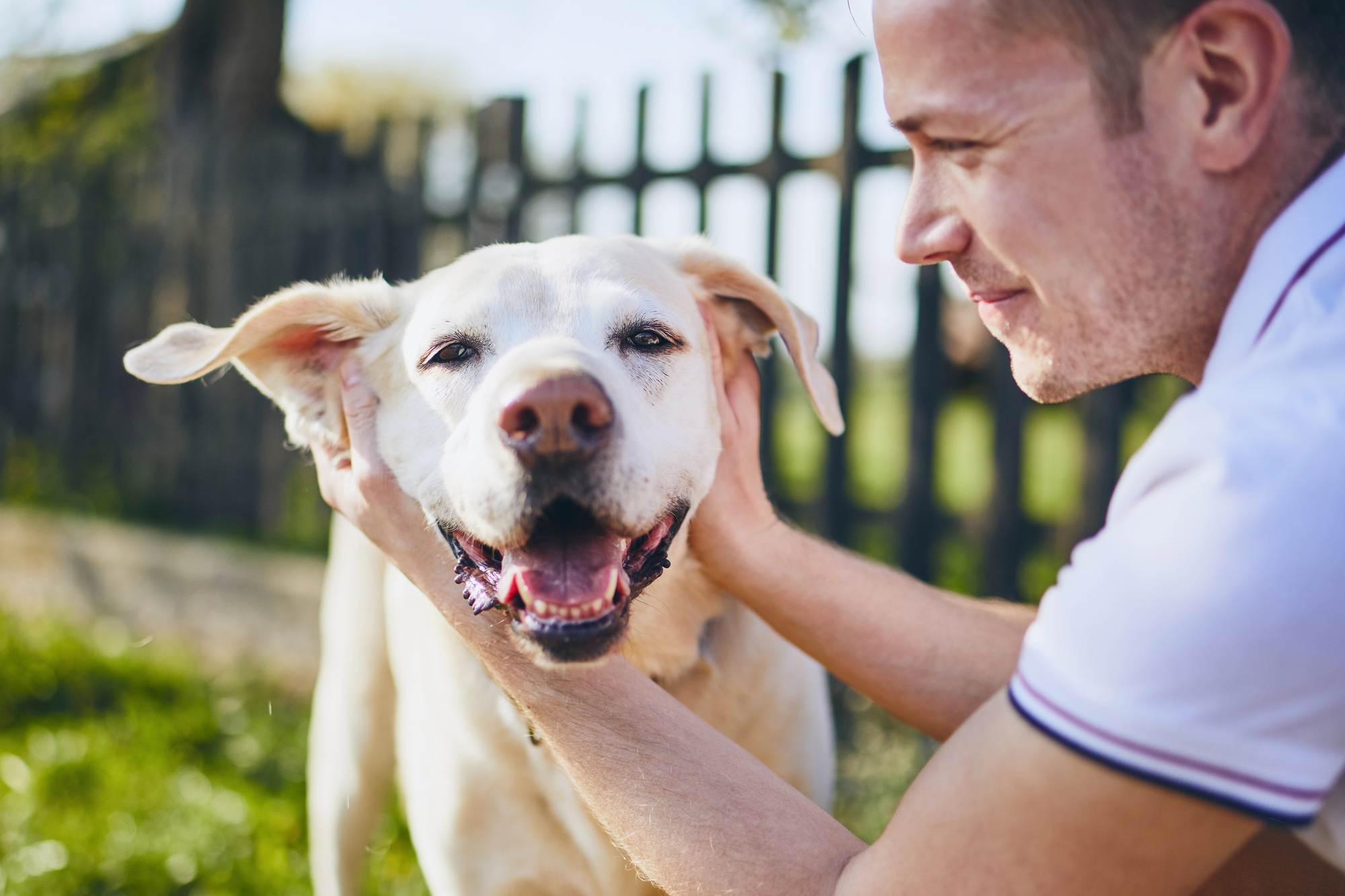 Pesquisa lembra a importância de se manter fisicamente ativo e socialmente engajado à medida que envelhecemos, com ou sem a ajuda de um amigo canino – iStock/Getty Images