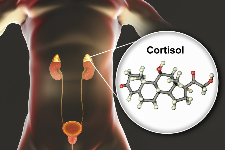 O cortisol é produzido pelo córtex adrenal, dentro da glândula adrenal, localizada na parte superior dos rins