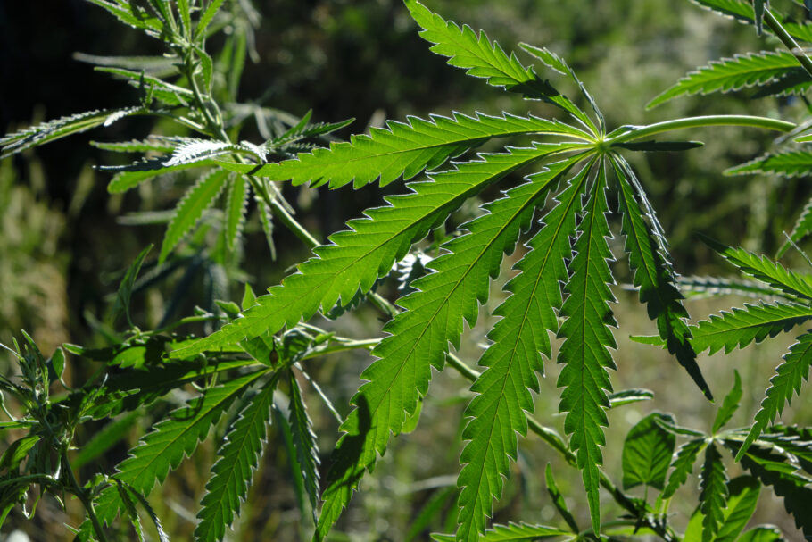CDB, substância da cannabis sativa, também está presente em erva daninha brasileira