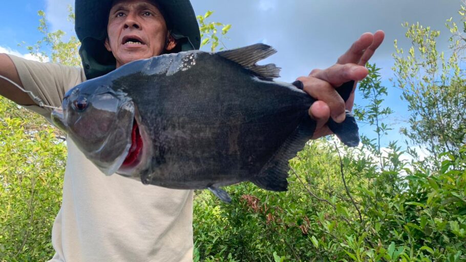 Piranha preta é uma das espécies do rio Juma