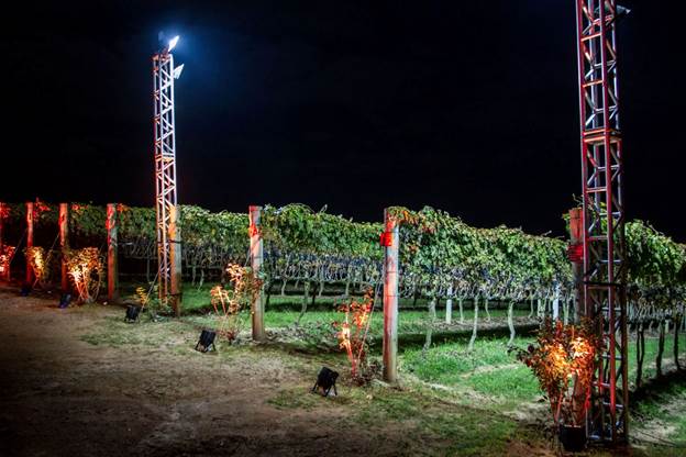 Vinícola em São Roque (SP) realiza colheita de uvas ao luar