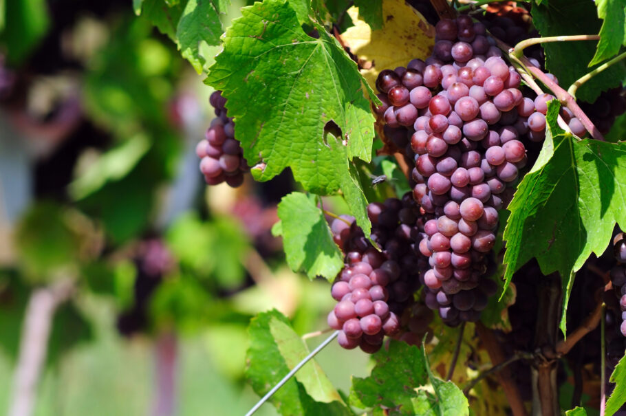 O teor calórico das uvas é relativamente baixo