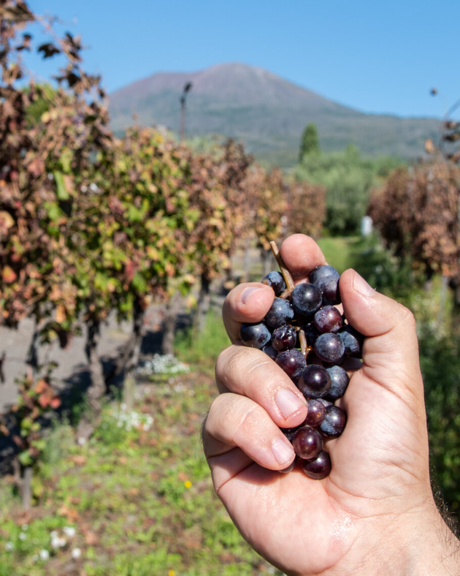 Uvas colhidas aos pés do vulcão Vesúvio