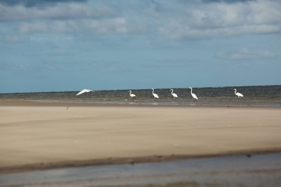 A Ilha do Marajó ainda é pouco explorada pelos turistas brasileiros