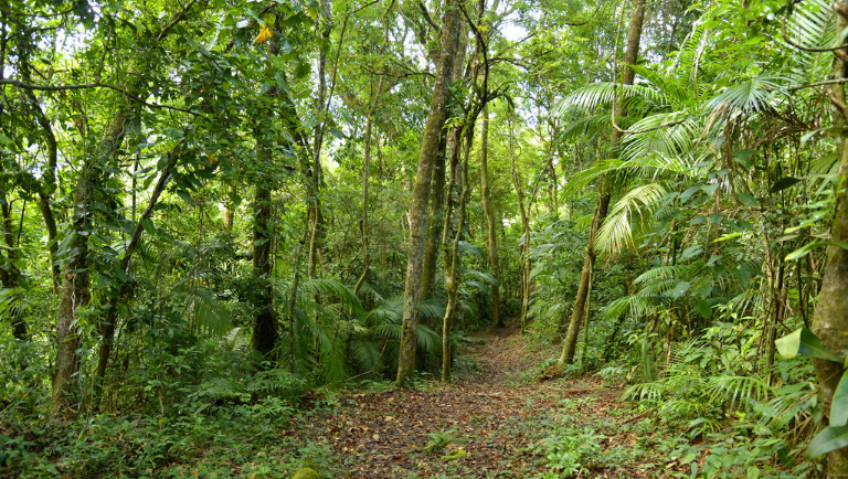 Mata Atlântica