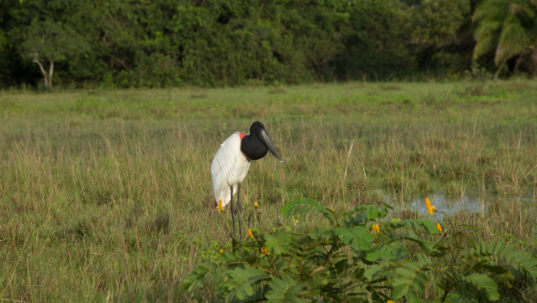 Tuiuiú ave típica do Pantanal.