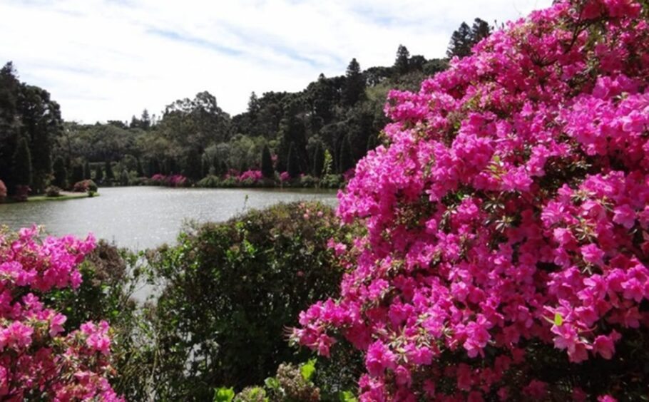 Azaleias deixam o Lago Negro em Gramado