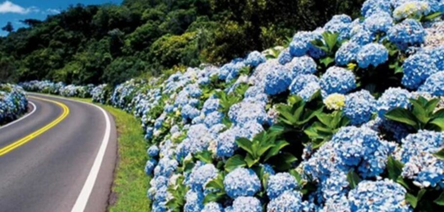 Hortênsias tornam a primavera mais bonita na Serra Gaúcha