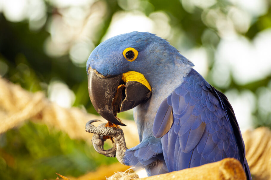 A Fazenda San Francisco é uma das principais atrações para quem deseja observar animais em Bonito