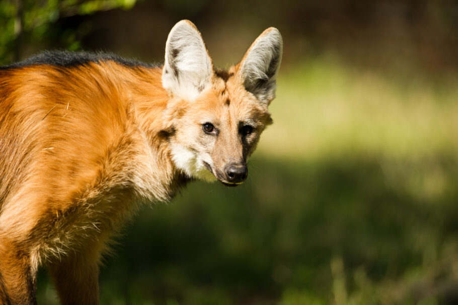 Estância Mimosa: A área também abriga animais como o lobo-guará e diversas espécies de primatas