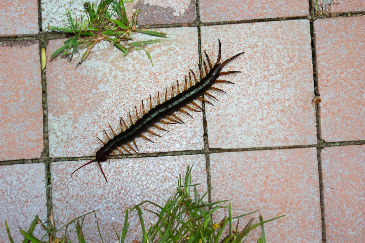 The picture shows a large centipede perched on a tiled floor in the backyard – iStock/Nattawat Jindamaneesirikul