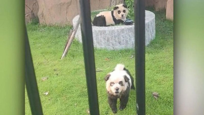 Cachorros disfarçados de pandas são populares na China e prática divide opiniões – Douyin /Reprodução