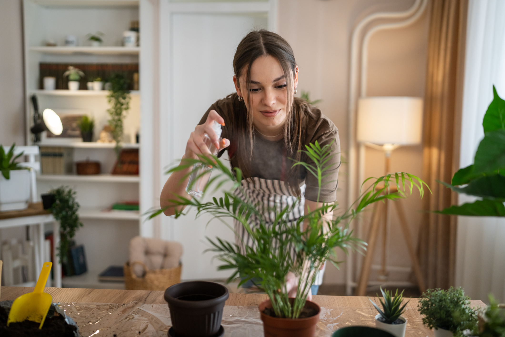 Algumas plantas ajudam a limpar o ar dentro de casa