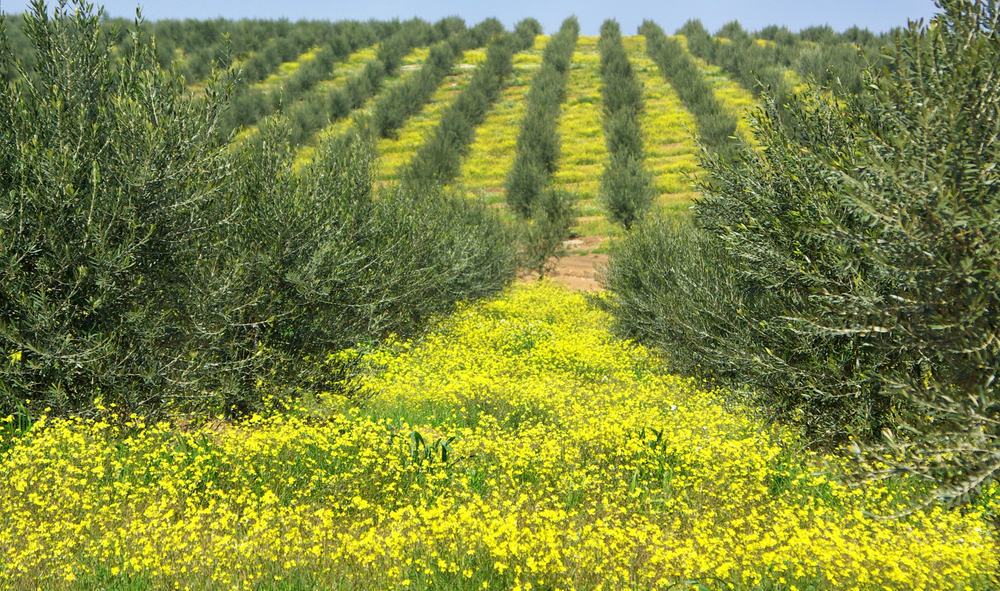 Plantação de oliveira, árvore da azeitona, em Portugal – Depositphotos/inaquim