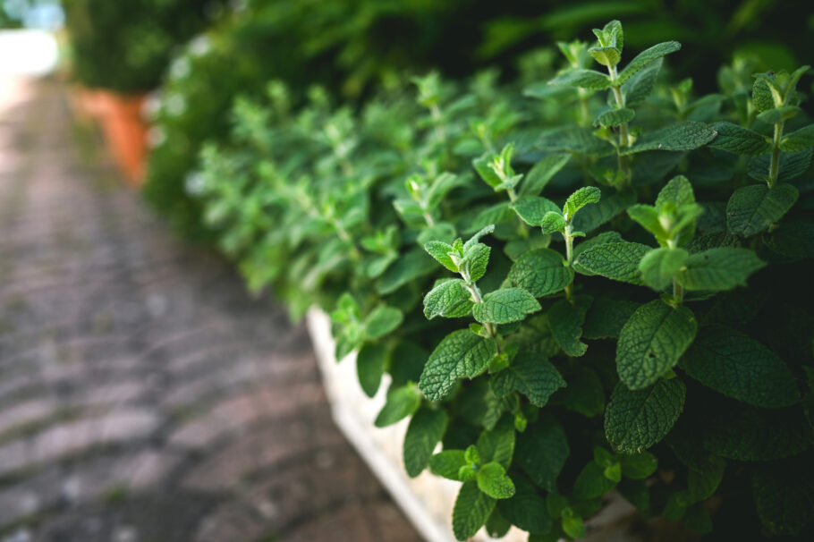 Hortelã :Ter plantas medicinais em casa é uma excelente maneira de aproveitar seus benefícios para a saúde de forma natural.