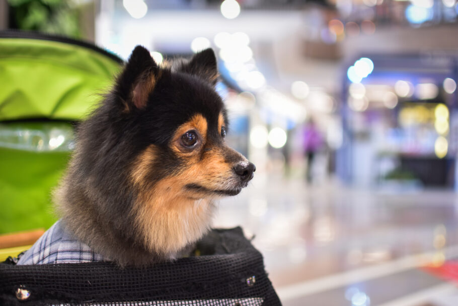 Dá pra levar o doguinho de busão? Sim, cachorro viaja ônibus! Veja as regras