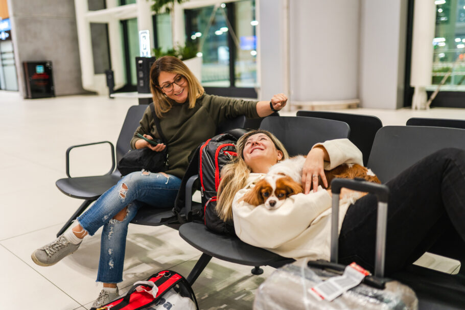 Dá pra levar o doguinho de busão? Sim, cachorro viaja ônibus! Veja as regras