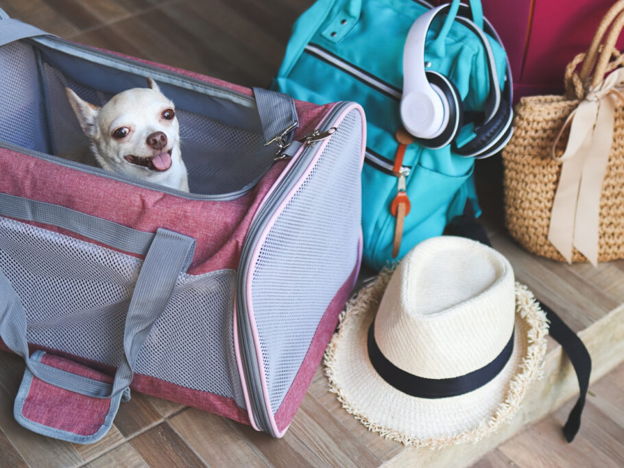 Dá pra levar o doguinho de busão? Sim, cachorro viaja ônibus! Veja as regras